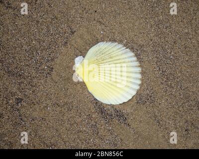 Eine gelbe Muschelschale an einem Sandstrand in Neuseeland Stockfoto