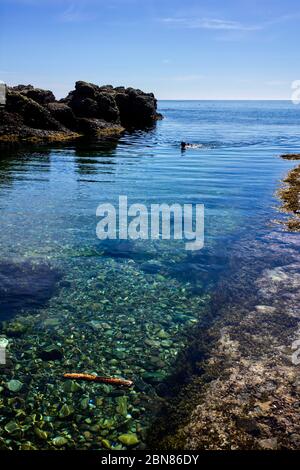 Einiger Wildschwimmer im klaren Wasser der Irischen See im Dreswick Harbour, Langness, Isle of man Stockfoto