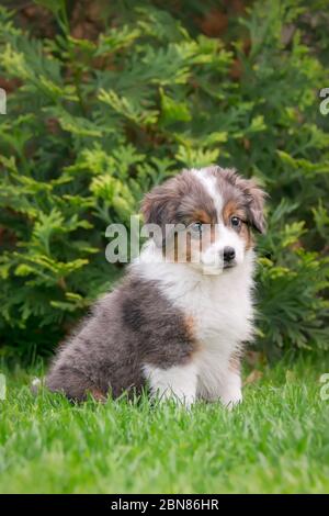 Cute Miniatur American Shepherd Baby Welpen sitzen in einer grünen Wiese in einem Garten, wird diese Hunderasse auch als Miniatur Australian Shepherd Stockfoto