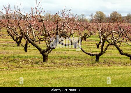 Obstbäume in Blüte, Southwestern Michigan, USA, von James D Coppinger/Dembinsky Photo Assoc Stockfoto