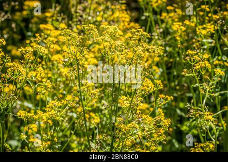 Cluster von Schmetterlingspflanzen wachsen in den Wäldern hoch mit gelben Blüten, die Bienen und andere Insekten im Frühjahr anziehen Stockfoto