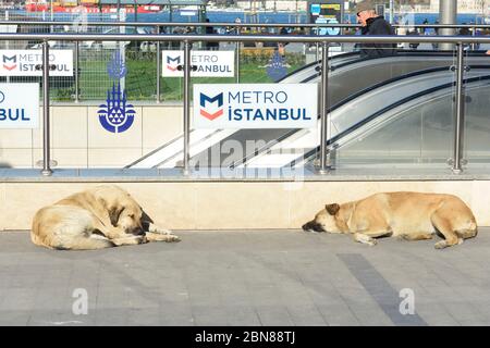 Istanbul, Türkei. U-Bahn-Station in Üsküdar mit schlafenden Straßenhund Stockfoto