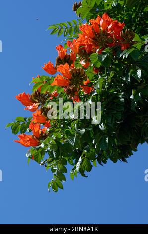 Blüten und Blätter des Gabun Tulpenbaumes Stockfoto