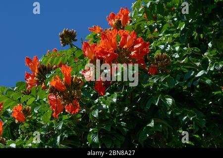 Blüten und Blätter des Gabun Tulpenbaumes Stockfoto