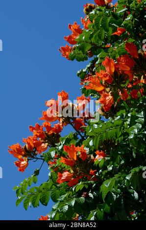 Blüten und Blätter des Gabun Tulpenbaumes Stockfoto