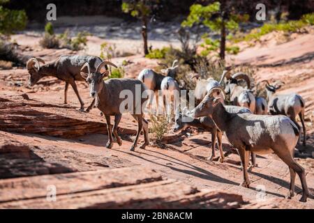 Herde der Wüste Dickhornschafe, ovis canadensis nelsoni, Spaziergänge durch den Zion National Park Stockfoto