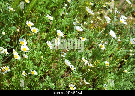 Helles Feld und Heilpflanzen, Blumen, kamilla, matricaria recutita. Kamille mit weißen Blütenblättern, Apotheke wild wachsenden, Schmelzen in der Natur. Stockfoto