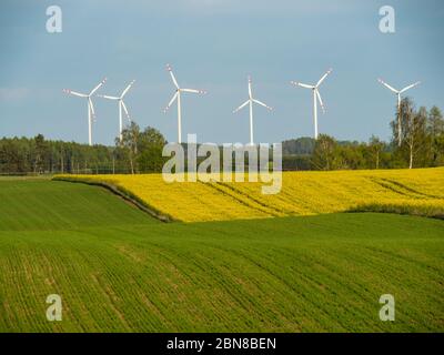 Kulturfelder, Getreide und Raps. Windmühlen im Hintergrund. Hancza See Umgebung, Polen Stockfoto