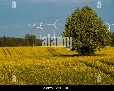 Schöner Baum in der Mitte des gelben Rapsfeldes. Windmühlen im Hintergrund. Stockfoto