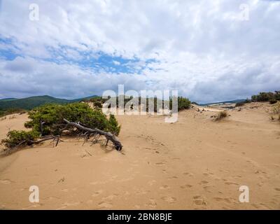 Die wunderbare Oase Piscinas, mit imposanten und gewundenen Dünen von feinem, warmen goldenen Sand, als einer der schönsten in der Welt Stockfoto