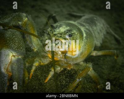 Signalkrebse ohne eine Klaue, eine invasive nicht-einheimische Art im Hancza-See, Polen. Nahaufnahme und Unterwasserfoto mit selektivem Fokus. Stockfoto