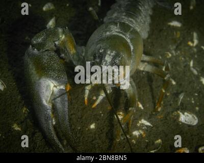 Signalkrebse ohne eine Klaue, eine invasive nicht-einheimische Art im Hancza-See, Polen. Nahaufnahme und Unterwasserfoto mit selektivem Fokus. Stockfoto