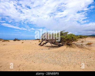 Ein wunderschöner jahrhundertealter Wacholder, verdreht und eingetaucht in den Sand von Piscinas, einer Wüste von goldenen Dünen in Sardinien, Italien Stockfoto