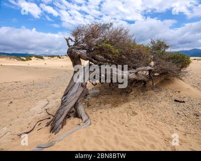 Ein wunderschöner jahrhundertealter Wacholder, verdreht und eingetaucht in den Sand von Piscinas, einer Wüste von goldenen Dünen in Sardinien, Italien Stockfoto