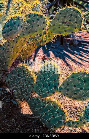 Engelmanns Kaktuspflück, Opuntia engelmannii, im Red Hills Desert Garden, St. George, Utah, USA Stockfoto