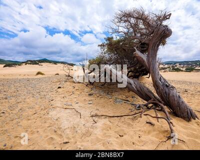 Ein wunderschöner jahrhundertealter Wacholder, verdreht und eingetaucht in den Sand von Piscinas, einer Wüste von goldenen Dünen in Sardinien, Italien Stockfoto