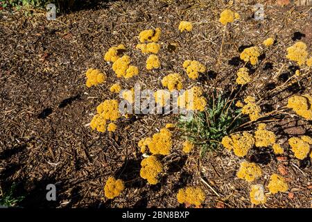 Moonshine Yarrow, Achillea x 'Moonshine', im Red Hills Desert Garden, St. George, Utah Stockfoto