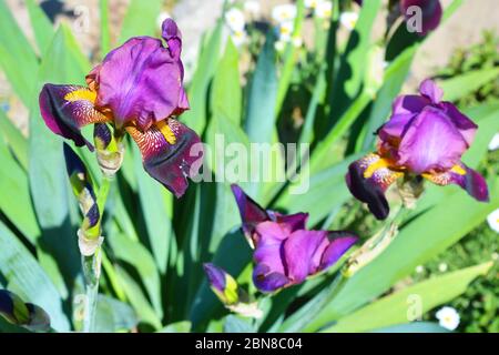 Royal großen lila Samt Iris Blumen wachsen entlang der Straße. Hausgemachte ukrainische blühende Pflanzen, Blumen mit hellen und bunten Blüten. Stockfoto