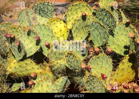 Engelmanns Kaktusblüte, Opuntia engelmannii, blühend im Red Hills Desert Garden, St. George, Utah, USA Stockfoto