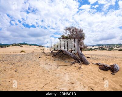 Ein wunderschöner jahrhundertealter Wacholder, verdreht und eingetaucht in den Sand von Piscinas, einer Wüste von goldenen Dünen in Sardinien, Italien Stockfoto