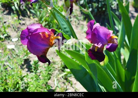 Royal großen lila Samt Iris Blumen wachsen entlang der Straße. Hausgemachte ukrainische blühende Pflanzen, Blumen mit hellen und bunten Blüten. Stockfoto