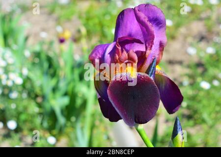 Royal großen lila Samt Iris Blumen wachsen entlang der Straße. Hausgemachte ukrainische blühende Pflanzen, Blumen mit hellen und bunten Blüten. Stockfoto