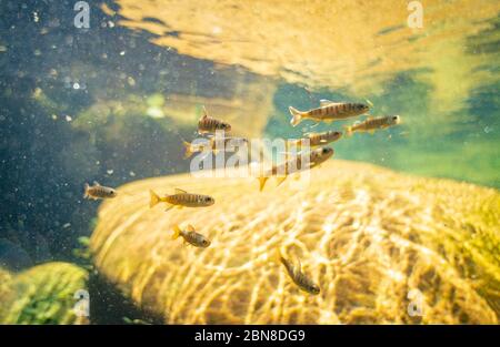 Schule für Jugendliche Coho Lachs schwimmen flussaufwärts in Lynn Creek, North Vancouver, British Columbia. Stockfoto