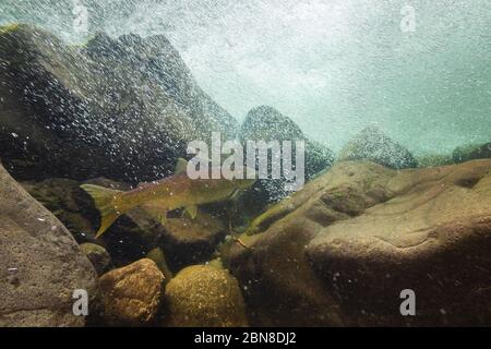 Ein ausgewachsener Chinook Lachs im Cehalis River, Fraser Valley Stockfoto