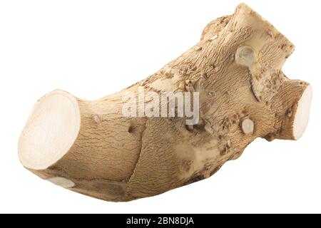 Meerrettichwurzeln (Armoracia rusticana taproot), isoliert Stockfoto
