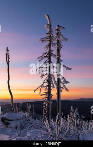 Tote Baume im Abendlicht Stockfoto