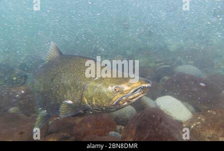 Ein großer männlicher Chinook Lachs, fotografiert in den Gewässern des Chilliwack River, North Vancouver. Stockfoto