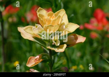 Gelbe Indian Paintbrush Stockfoto