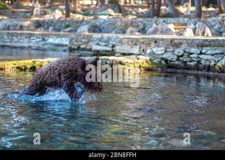Lockig behaart brauner Hund läuft durch seichtes Wasser an einem warmen Tag Stockfoto