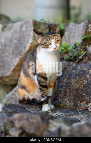 feral Katze in der Straße in Karatsu, Japan Stockfoto