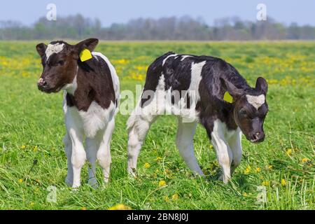 Nahaufnahme von zwei neugeborenen Kälbern auf der europäischen Weide Stockfoto