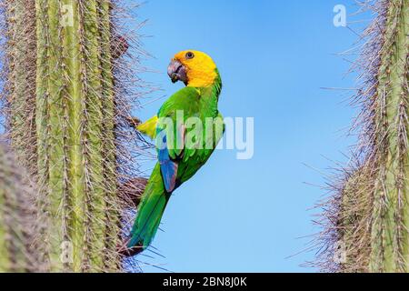 Gelbschulterparrot hängt am Kaktus mit blauem Himmel Stockfoto