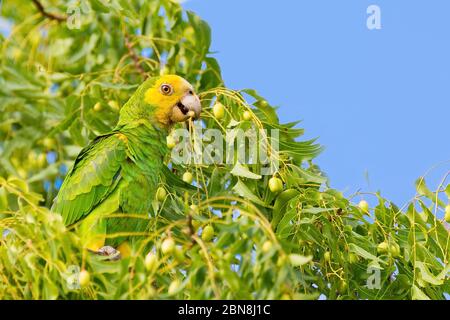 Grüner gelber amazonaspapagei, der in Baumwipfel auf Bonaire Früchte isst Stockfoto