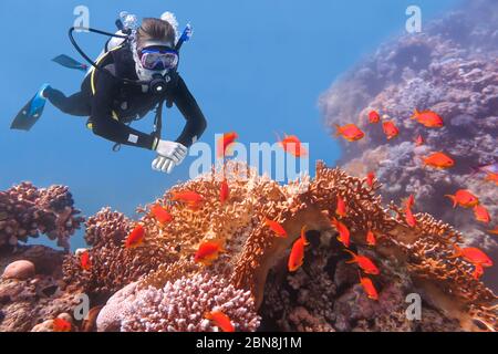 Kaukasischer männlicher Taucher, der sich Orangenfische und Korallen im blauen Meer anschaut Stockfoto