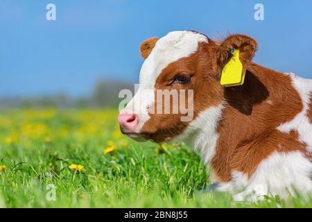 Portrait Kopf von braun mit weißen Kalb in der Wiese liegend Stockfoto