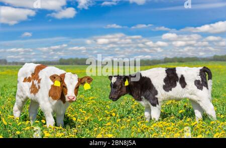 Zwei neugeborene Kälber stehen zusammen auf einer Wiese mit gelbem Löwenzahn Stockfoto