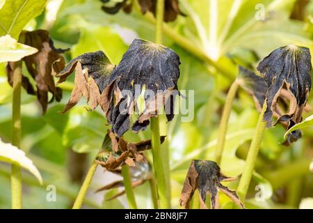 Frostschäden an dem, was frisch grün neues Wachstum auf fatsia japonica (falsche Rizinusöl) Pflanze - Schottland, Großbritannien Stockfoto