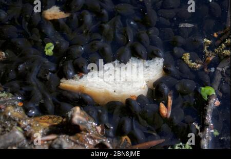 Kaulquappen füttern ein Stück Brot im Queensmere Teich in Wimbledon Common, London, Großbritannien Stockfoto