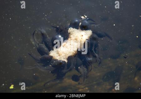 Kaulquappen füttern ein Stück Brot im Queensmere Teich in Wimbledon Common, London, Großbritannien Stockfoto