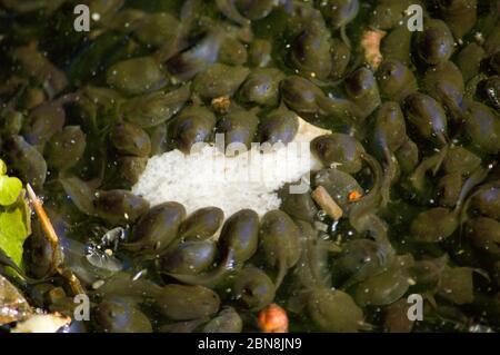 Kaulquappen füttern ein Stück Brot im Queensmere Teich in Wimbledon Common, London, Großbritannien Stockfoto