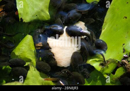 Kaulquappen füttern ein Stück Brot im Queensmere Teich in Wimbledon Common, London, Großbritannien Stockfoto