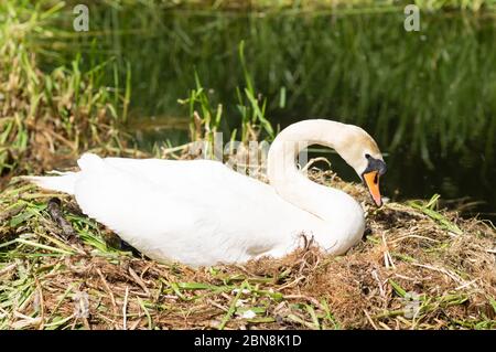 Weiblicher Schwan brütet Eier auf ihrem Nest sitzender Barsch sitzend, sitzend, sitzend, sitzend, sitzend, sitzend, sitzend, Mutter Stockfoto