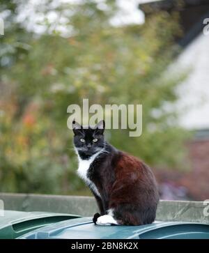 Kleine schwarze Katze auf einem Behälter mit Bokeh verschwommenen Hintergrund Katze felis catus felidae Hauskatze Stockfoto