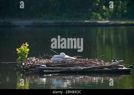 Ein stummer Schwan, der sich auf seinem Nest in Wimbledon Common, London, Großbritannien, ausruht Stockfoto