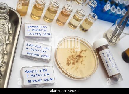 Proben mit Clostridium Botulinum Toxin kontaminiert, die Botulismus beim Menschen verursacht, Laborforschung, konzeptionelles Bild Stockfoto