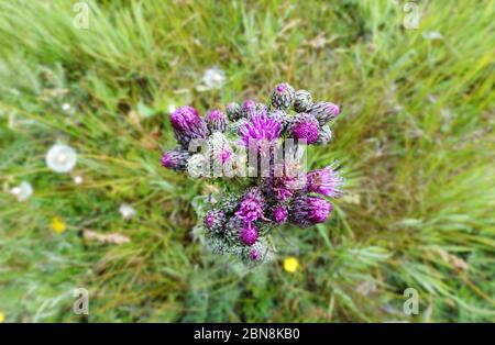 Draufsicht auf den violetten Blütenkopf der europäischen Sumpfdistel Stockfoto